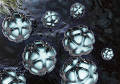 Recent Advances in Nanomedicine