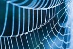 Spider Silk Coated with Carbon Nanotubes