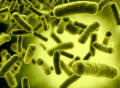 Nanostructures in Nature
