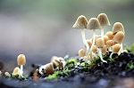 Environmentally Friendly Nanoparticle Synthesis