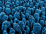 Nanostructured Black Silicon