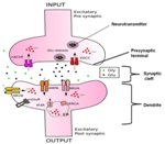 Multiplex Cellular Imaging Platform for Discovery and Advancement of Novel Drugs for CNS Diseases