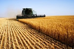 Nanomaterial Implications for Agricultural Productivity and Food Safety