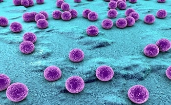 Scientists Discover Tiny New Organisms, Nanobes - New Technology