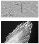 Using Atomic Force Microscopy (AFM) to Image Cells