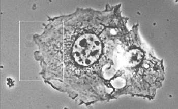 Imaging Cells with a Combination of Fluorescence Microscopy and AFM