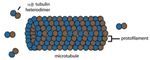 Imaging Individual Microtubules in Vitro using Fluorescence Microscopy and AFM