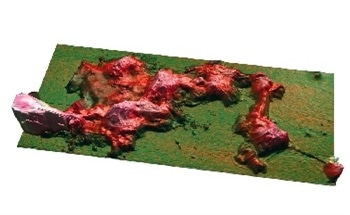 Using Correlative Imaging to Study Collagen Denaturation