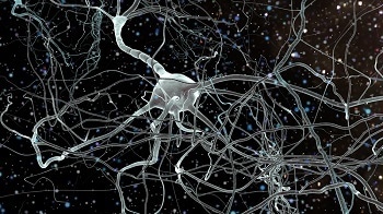 3D Graphene-Acrylamide Hydrogel Scaffolds for Neuron Growth