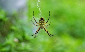A Graphene Diet Produces Strong Silk in Spiders