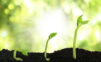 Understanding The Role of Nanotechnology in Plant Life