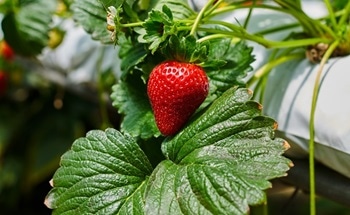 Is Nanotechnology Found in Food?