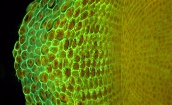 Nanotechnology and Biotechnology - Similarities and Differences