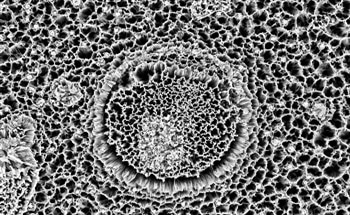 Silicon Nanowires - Promising Material for Photovoltaic Applications