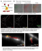 Neuronal Imaging for Central Nervous Systems Drugs