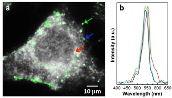 Analyzing Nanoparticles in Cancer Cells