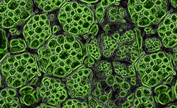The Applications of Crystalline Nanocellulose (CNC)
