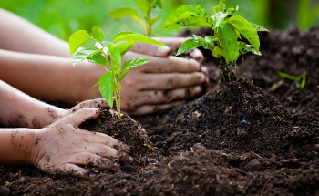 Reducing Plant Nanotoxicology