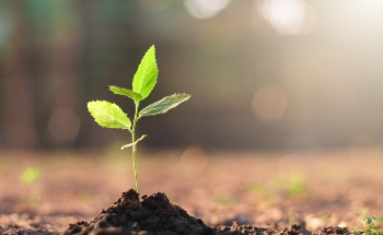 How do Nanoparticles Affect Plant Function?