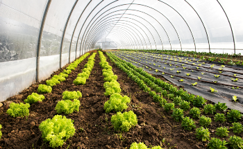 How can Nanotechnology Help Mitigate Environmental Stress on Crop Plants?
