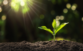 What is a Nanobionic Light-Emitting Plant?