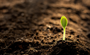 How is Nanotechnology Used in Soil Remediation?