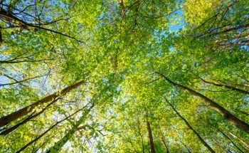 How Could Nanotechnology Address Problems in the Environment?