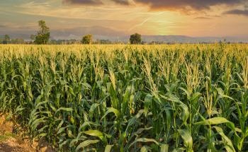 How Agricultural Nanotechnology Will Influence the Future of Farming Sustainability