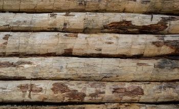 Developing an Accurate Method for Analyzing Wood Aging via Atomic Force Microscopy