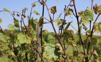 How Cellulosic Nanomaterials Will Help Solve Herbicide Drift Problems