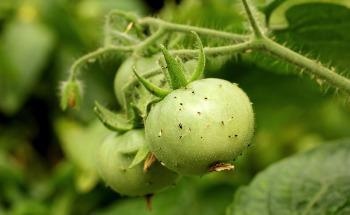 Discovering Novel Insecticides with Nanoparticles