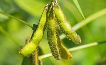 Agricultural Applications of Nanofibers