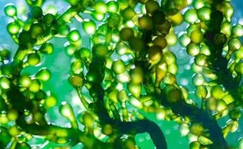 Applying Algal Research to Nanotechnology