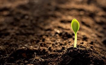 Nanoparticles in Soil; What is the Risk?