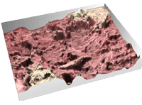 Reverse-Engineering Human Ovaries Through 3D Reconstruction of SEM Images