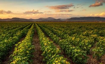 Carbon-Based Nanomaterials in Agriculture