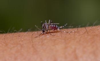 Using Nanotechnology to Detect Animal-Borne Diseases