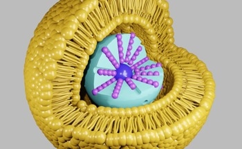 How Are Lipid-Based Nanoparticles Modified for Biomedical Use?