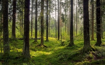 The Environmental Impact of Graphene Nanomaterials
