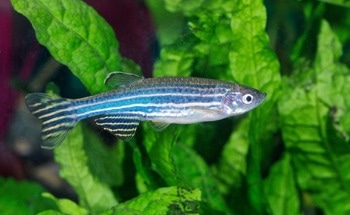Imaging Zebrafish with Quantum Dots