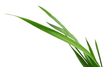 Bell Labs Control Liquids Using Silicon Nanograss - New Technology