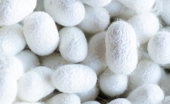 Scientists Copy Silkworms to Spin Nanofibers