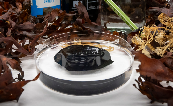 Sustainable, Sensitive Sensor Made From Graphene Algae Hydrogel