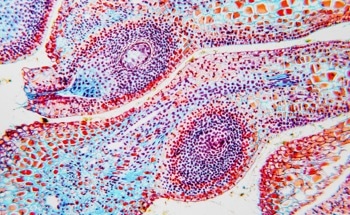 Two-Photon Microscopy | A Guide