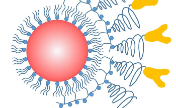 Understanding the Bioapplications of Quantum Dots
