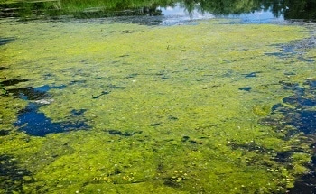 NanoCheck Algae Prevention From Altair - New Product