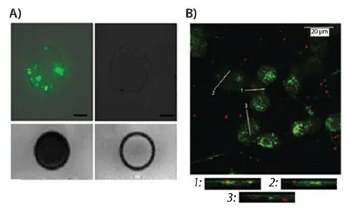 Studying Cells and Microtissues Using Micro- and Nanofabricated Biomaterials