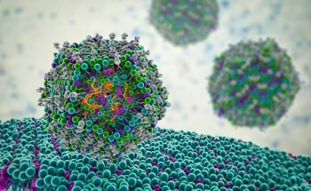 How Are Lipid Nanoparticles Metabolized?