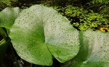 Nanotechnology in Biodiversity Conservation