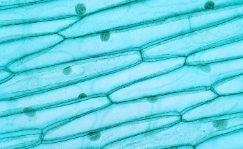 Cellulose Nano Crystals: An Alternative to Fossil Fuels